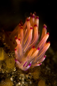 Redline Flabellina by Tony Cherbas 